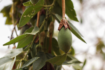 photo of tumbo plant. Concept of plants and fruits.