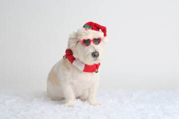Cool santa Jack Russell Terrier with a Christmas collar and hat, heart shaped sunglasses,  looks up to side while sitting on white background