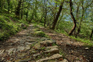 old forest in the Montenegro