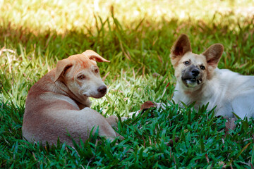 Happy dog friends. dogs lie on the lawn on a summer day - 569682934