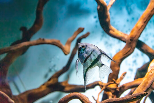 Tropical fish Pterophyllum scalare altum swimming in aquarium blue water. Tropical striped silver black fishes in oceanarium pool