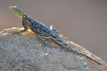 Portrait of a female Namib rock agama, Namibia
