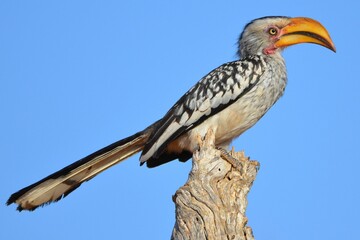 Portrait of a southern yellow-billed hornbill