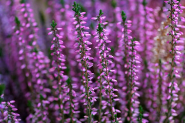 Beautiful close up photo of lavender in bloom. Violet saturated flowers in the summer.