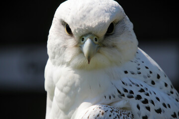 Obraz premium A close up of a Gyr Falcon
