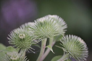 burdock flower on a sunny day closeup