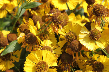 Autumn galenium flowers on a sunny day close-up.