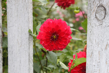 Dahlia flower on a sunny day close-up.