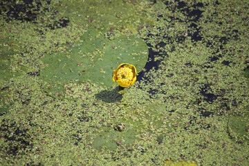 Close-up of a yellow flower grown on a pond.