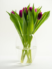 Tulips on a white background. Purple tulips. Close-up.