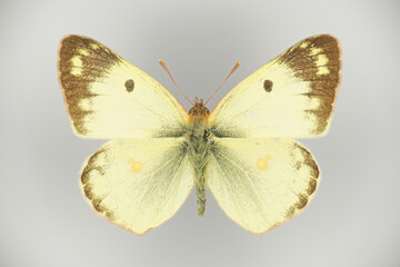 Pale clouded yellow, Colias hyale (family Pieridae), a butterfly.
