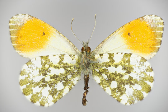 Orange tip, Anthocharis cardamines (family Pieridae), a butterfly.