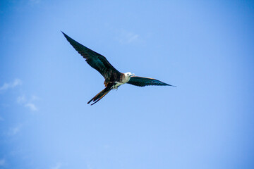 Bird soaring in the sky