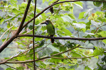 Toucan in the rainforest of Costa Rica