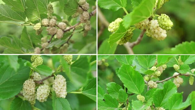 Fresh mulberry, mulberries on the branch of tree.
