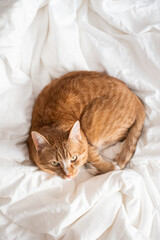 Cute ginger cat sleeping in bed, relax time white blanket