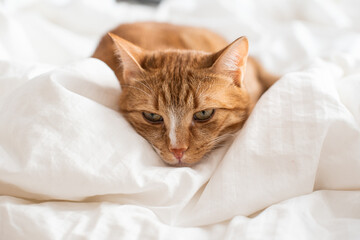 Cute ginger cat sleeping in bed, relax time white blanket