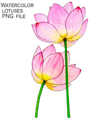 Trendy abstract clip art with pink  lotus flowers painted with watercolor pencils. Suitable for prints, postcards, invitations, mobile apps, banners design, internet ads and more