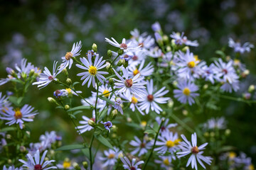 Beautiful flowers of Aster plants, growing as wild flowers in bloom in Minnesota, from the family Asteraceae.