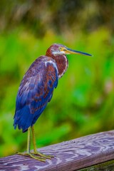 Green Heron
