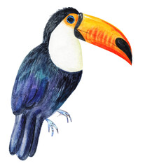 Watercolor toucan bird isolated on white