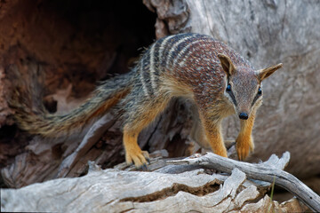 Numbat - Myrmecobius fasciatus also noombat or walpurti, insectivorous diurnal marsupial, its diet...