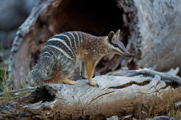 Numbat - Myrmecobius fasciatus also noombat or walpurti, insectivorous diurnal marsupial, its diet consists almost exclusively of termites. Small cute animal in the australian forest