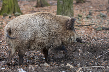 Wild boar - Sus scrofa - in the forest and by the in its natural habitat. Photo of wild nature.