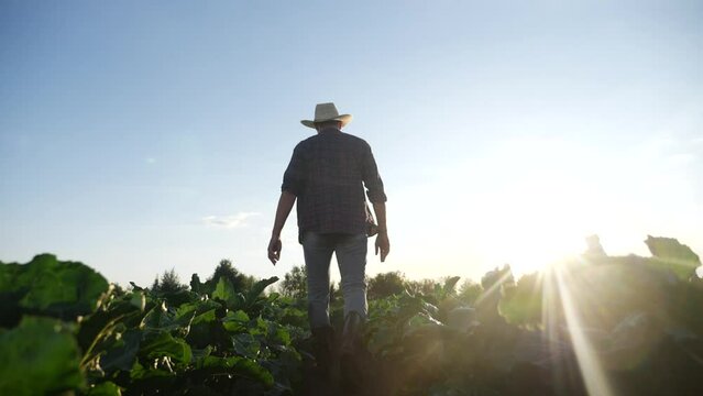 agriculture. man farmer in a rubber boots walks green field grass. farmer worker crop goes home after harvesting working day agriculture . agribusiness subsistence agriculture