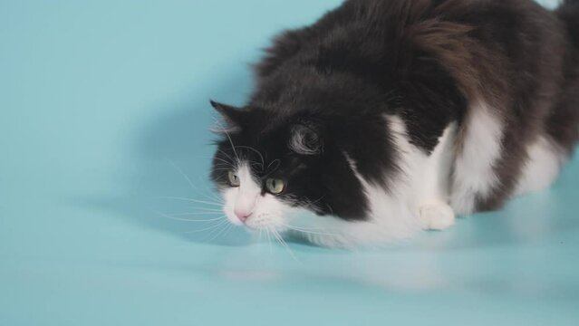 Domestic cat crouched to watch the target in front of him, lying on a blue background