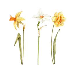 Fototapeta na wymiar Set of yellow and white spring narcissus flower, watercolor illustration.