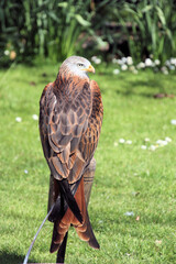 A close up of a Hawk