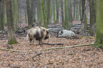 Wild boar - Sus scrofa - in the forest and by the in its natural habitat. Photo of wild nature.