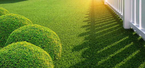 Decorative round shrubs on Green Artificial Turf and white wooden Picket in Front Yard area at morning time, Panoramic view