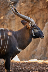 A brown bongo antelope with horns and stripes stands at the rocks alone. Head close up