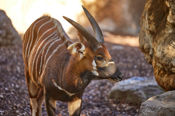 A brown bongo antelope with horns and stripes stands at the rocks alone.