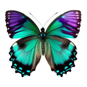 Colorful Butterfly Isolated - Generative Ai