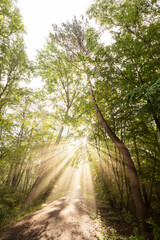 Steinhuder Meer - rays of light at sunrise in the misty moor forest in the north of the lake.