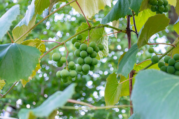 Green grapes are suspended on a vine in the middle of a vineyard.