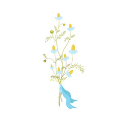 Neat bouquet of small chamomile flowers tied with a blue ribbon. Field herbs and medical plants