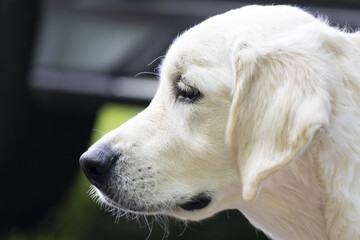 White Labrador dog close-up