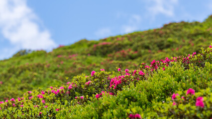 Alpine Flower rhododendron hirsutum (also called hairy alpenrose or almrausch, almenrausch or steinrose) in Austrian Alps. 
