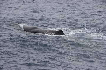 Obraz premium Sperm Whale (Physeter macrocephalus) swimming off the coast of Kaikoura on the South Island of New Zealand.