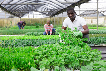 Portrait of successful farmer caring for sprouts of various greenhouse crops in orangery