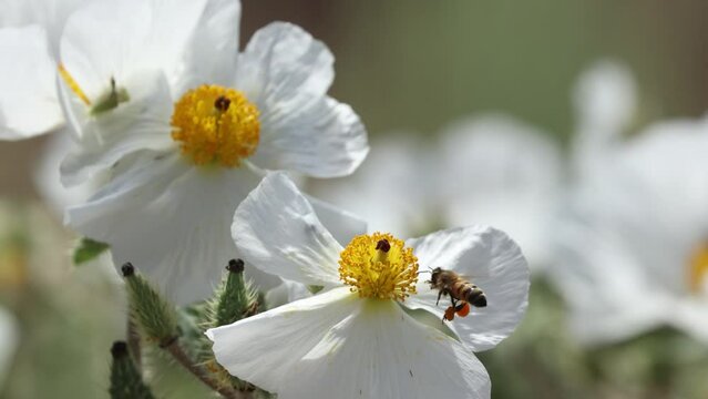A honey bee buzzes around gathering nectar and pollen from first one prickly poppy flower and then another on a breezy sunny summer day in the mountains of Utah, USA.