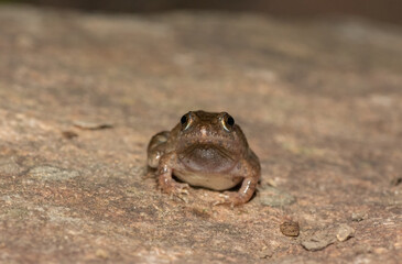 Snoring Puddle Frog (Phrynobatrachus natalensis)	