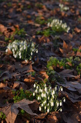 Tender white snowdrops growing in between the green grass and fallen leaves