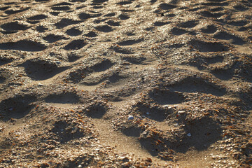 beautiful texture of small shells on the sand in summer on the seashore.