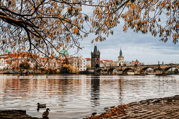 View of Vltava river, ducks. Charles Bridge autumn. Beautiful Prague cityscape