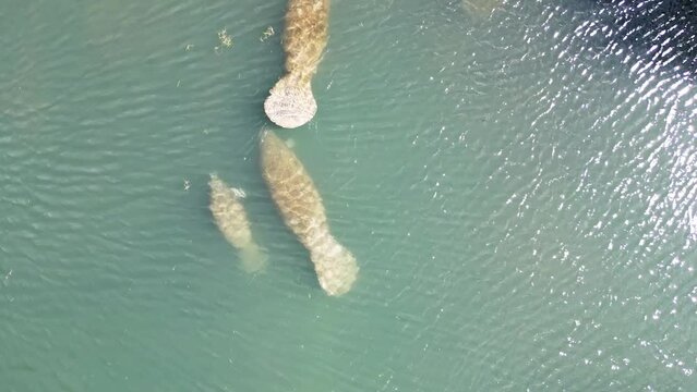 Aerial drone view from directly above a swimming aggregation of manatees including a baby, called a calf